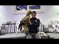 الفرق بين البومه الصقر العقاب