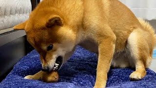 completely unexpected reaction【shiba inu】