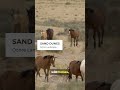 A Train Into Sand - Namibia Rush #Africa #fyp