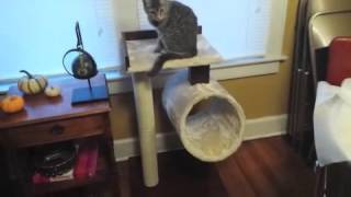petfusion cat tree