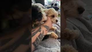 Puppies want lovings 🥰❤️ by Loki and Luna 12 views 3 days ago 1 minute, 48 seconds