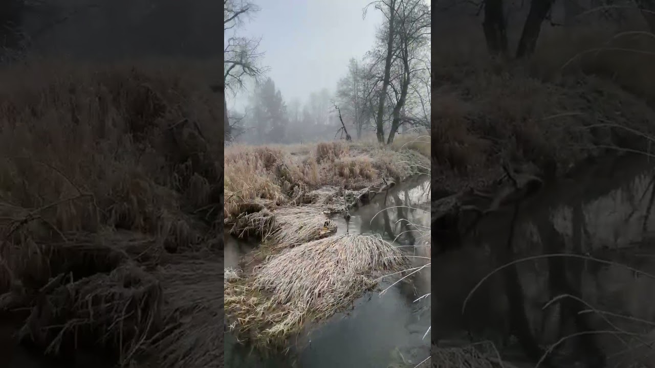 Trout fishing on a foggy morning 