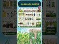 పంట భీమా ఉండేలా చూసుకోవాలి | T-SAT