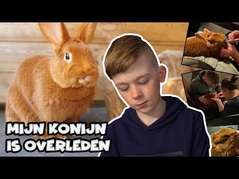 Video: Gaat mijn konijn dood? Wat je moet weten