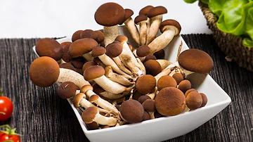Come riconoscere i pioppini buoni?