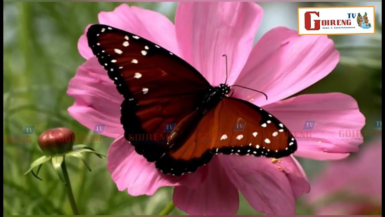 O BONBWRAI NWNGBA // NARAYAN SAKHI JAMATIA