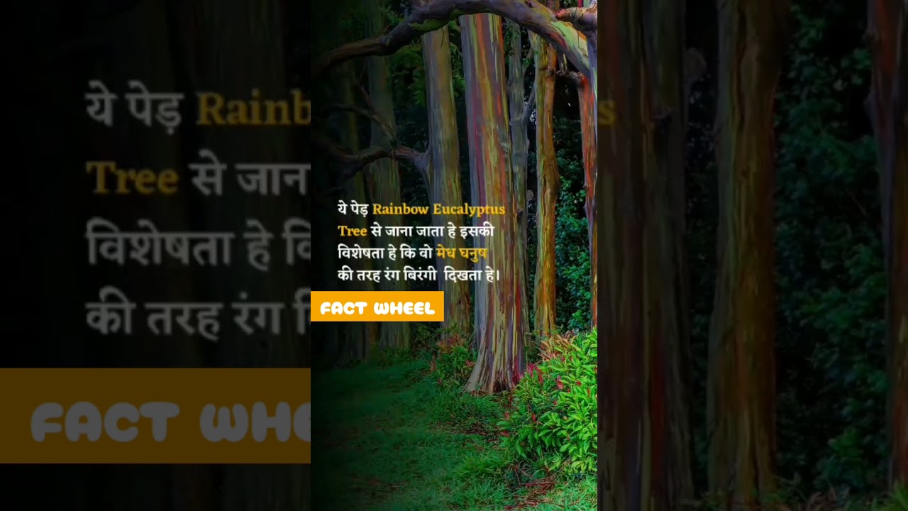 दुनिया का सबसे अलग प्रजाति का पेड़ 😯 