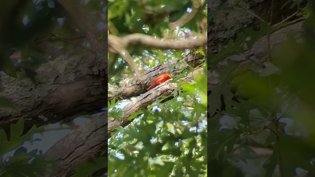 Summer Tanager Chowing Down on a Cicada for 5 Minutes