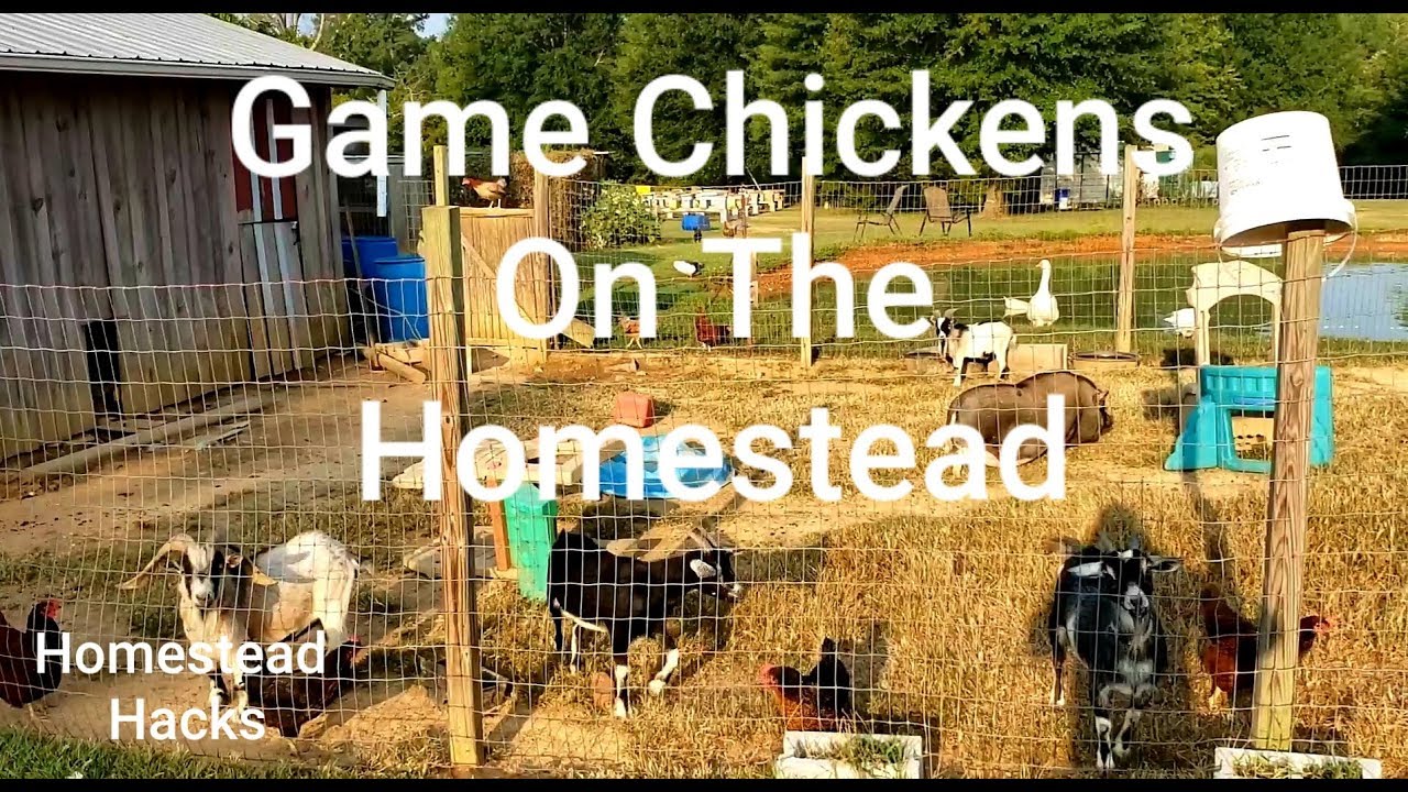Game Chickens On The Homestead & Why You Need Them YouTube