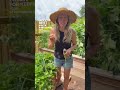 How To Keep Your Strawberries Pest Free Without Pesticides #organicgardening #gardeningtips