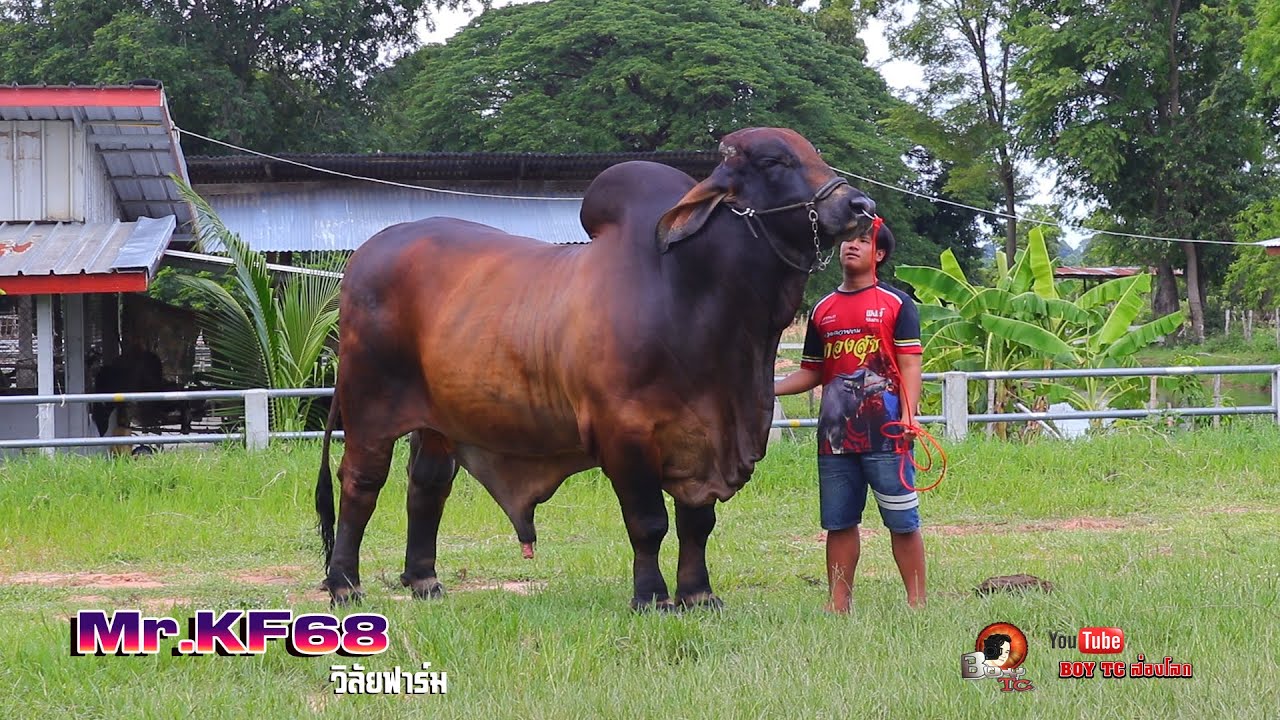 Mr KF68 วิลัยฟาร์ม