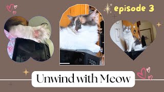 🐈 Cute PC Cat Edition: "Unwind with Meow" (ep. 3)! 🐈