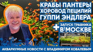 Аквариумные Новости С Владимиром Ковалевым (07.12.2023). Хоровод Пецилий И Запуск Травника В Москве.