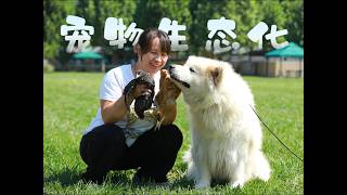 在狗的地盘上养鸡，这个生态化小农场能生存多久？\How long can these chickens survive if raised in the territory of dogs?