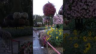 miracle garden Dubai