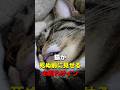 知らないと後悔…猫が死ぬ直前に大好きな人だけに見せる6つの行動 #猫雑学 #ねこたんの解説 #猫