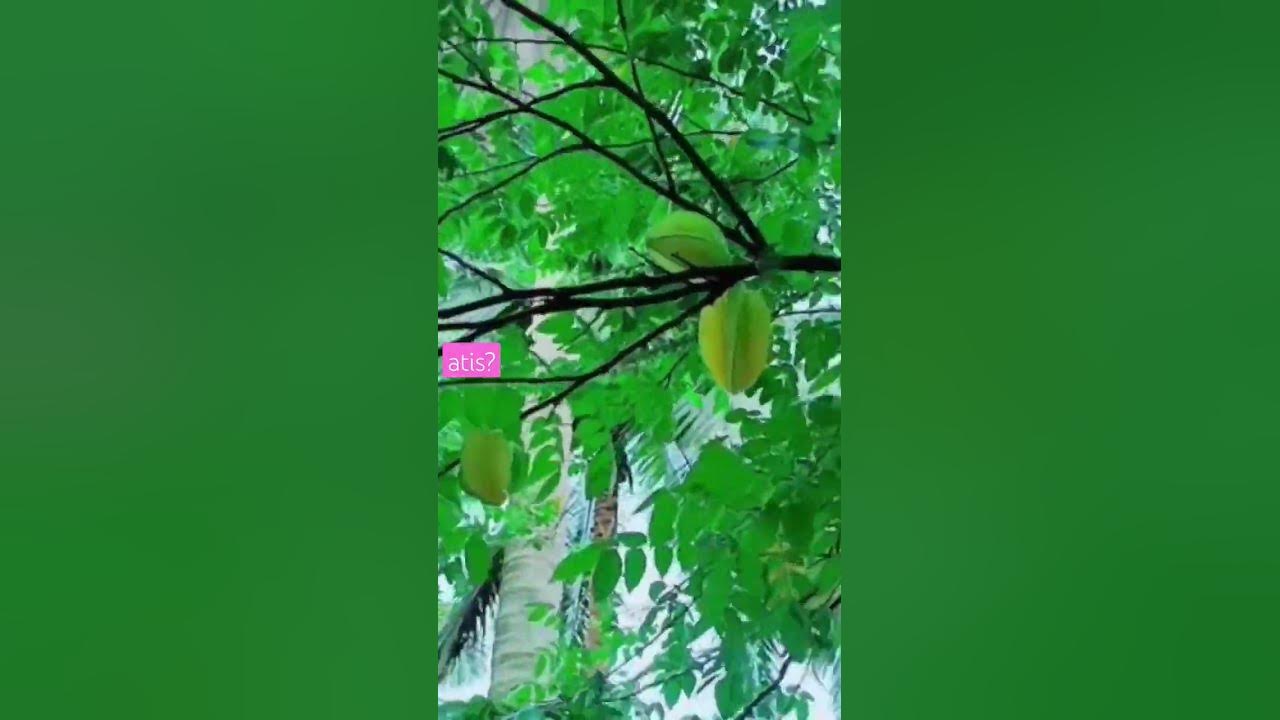 Bundok time | balingbing | star fruit #philippines #probinsya #shorts # ...