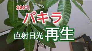パキラ 直射日光で再生 Youtube