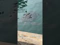 海龟 Sea turtle -11