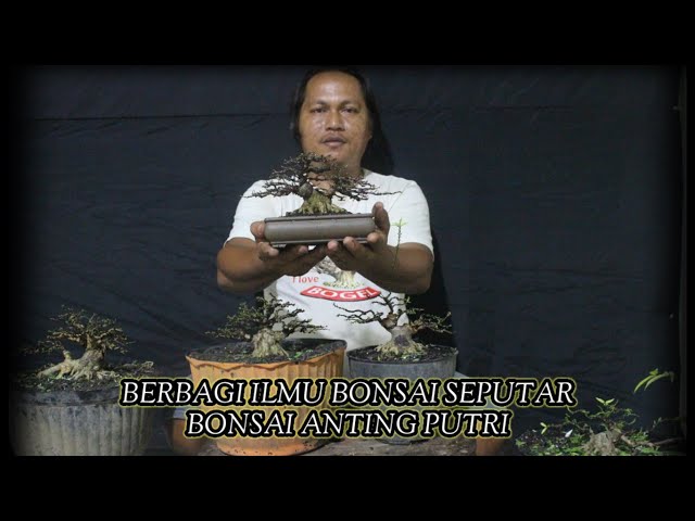 berbagi ilmu bonsai seputar bonsai anting putri class=