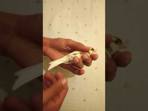 3 طرق تعرف بها أنثى الكناري إذا كانت جاهزة