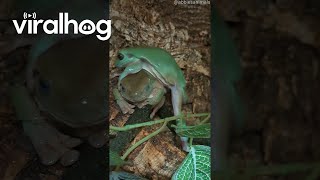 Tree Frog Tries To Climb Over Slippery Friend || Viralhog