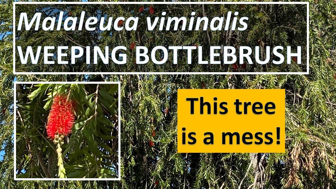 MALALEUCA VIMINALIS - WHAT A MESS! Weeping Bottlebrush or Creek Bottlebrush gone wild (Callistemon)