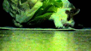 MVI_7082.AVI