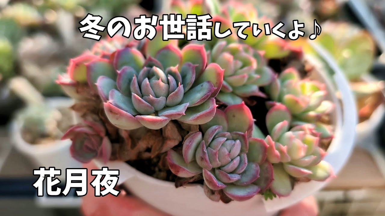 【多肉植物】年末はこんなことしてはどうでしょうか♪【にじいろクックママ】