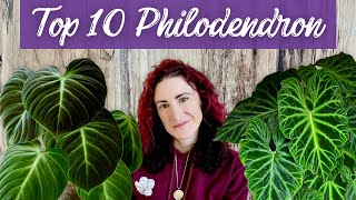 Unveiling My Top 10 Fave Philodendron