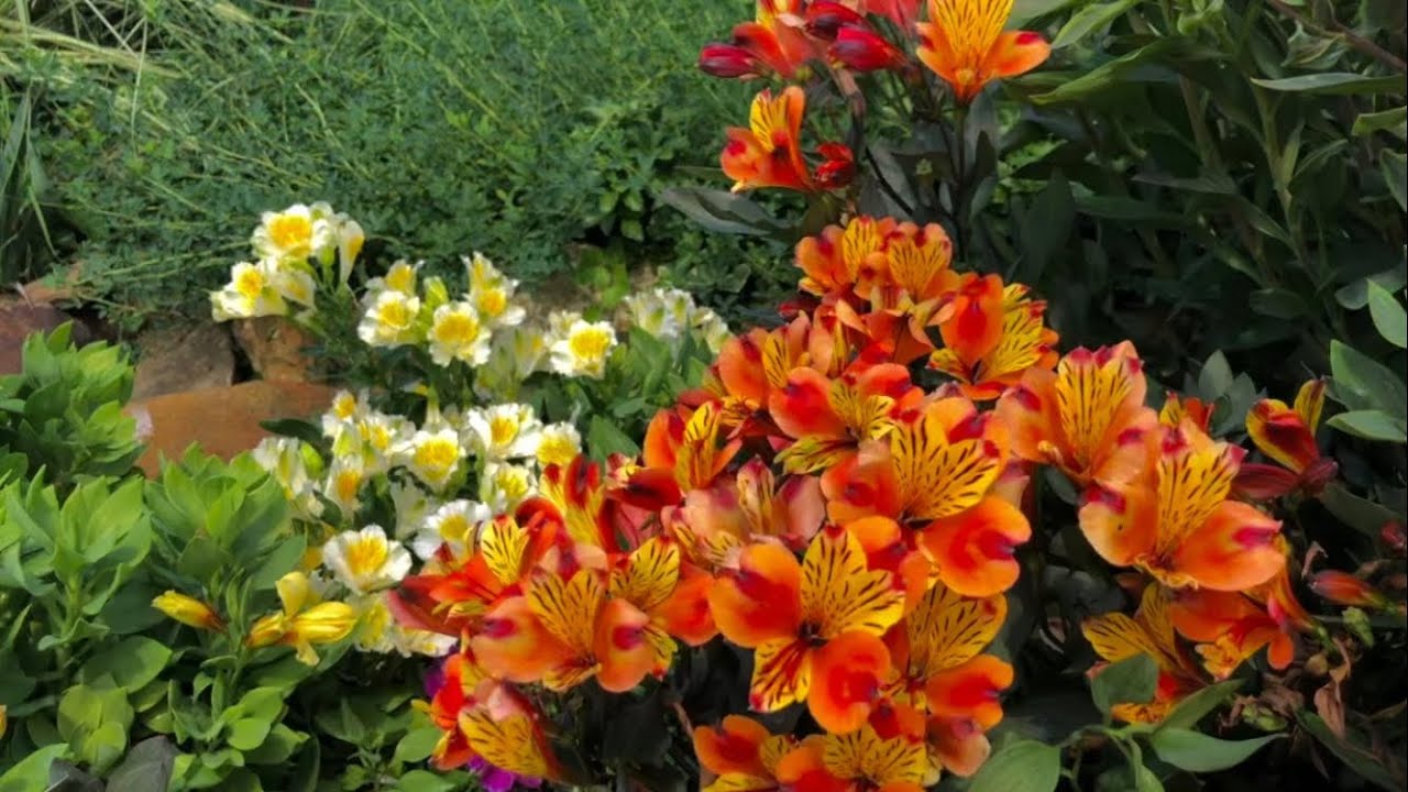 Alstroemeria i jej uprawa w ogrodzie w Polsce. Seria Summer Paradise
