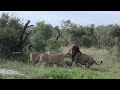 MALE LION mates with young LIONESS for the first time.