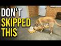The Step Most People Skip After Box Feeding (Morel Dogs)