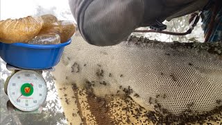 Million dollar skills! harvest giant beehives, brave friends | Family Farm Life