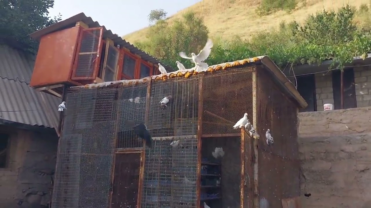 Кафтарои Лучоб