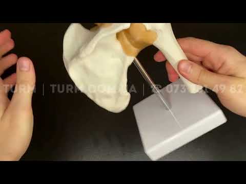 Анатомічна модель плечового суглоба у масштабі 1:1 Рухома модель., видео 1