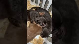 Pitbull Rottweiler Mix??? 🤎🖤🤎#nbf #pitbull #rottweiler #nbfkennel #germany #germanshepherd