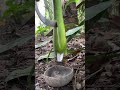 Traditional Way to Collect Water from Trees 🌴✨