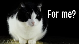 20 Minutes of Music that Cats Love