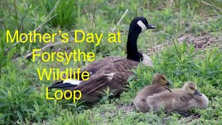 Mother’s Day at Forsythe Wildlife Refuge (swans, geese, babies, herons, egrets, terns)