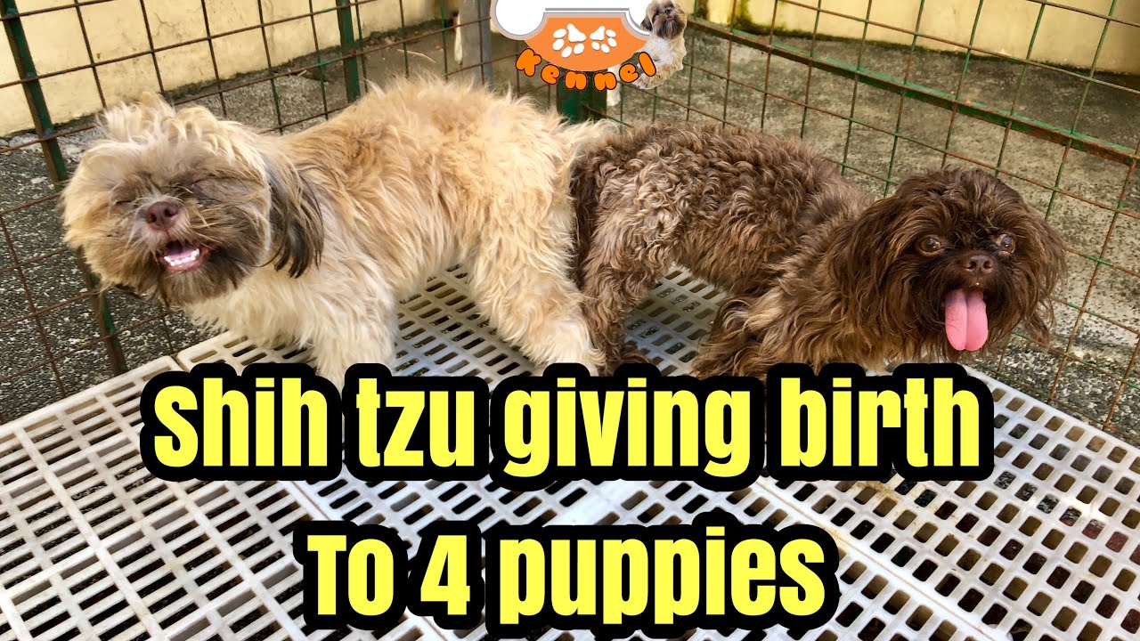shih-tzu-giving-birth-to-chocolate-puppies-youtube