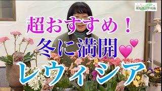 212 18 冬に満開 レウィシア Youtube 212 18 冬に満開 レウィシア Youtube