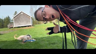 Outside mobility/endurance workout with Love - fetch with my dog Love! This aint normal LOL🐕 ⚽️ 🤪