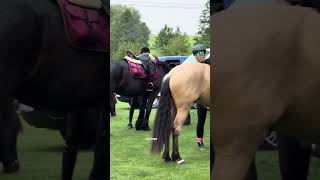 czego chcieć więcej! 🤍 #jazdakonna #jeździectwo #dc #konie #galop #przygoda