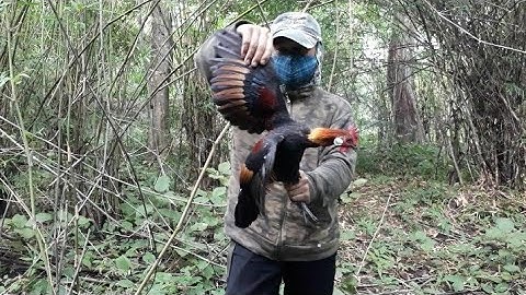 ต่อไก่ป่า dib qaib qus tuaj zoo heev part: 02 # 28-09-2021