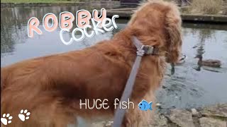 English Cocker Spaniel  Robby and HUGE fish  and ducks  Happy life with a dog