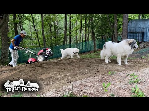 耕運機でフワフワになった砂場をとても喜んだベルとリリーです Great Pyrenees グレートピレニーズ