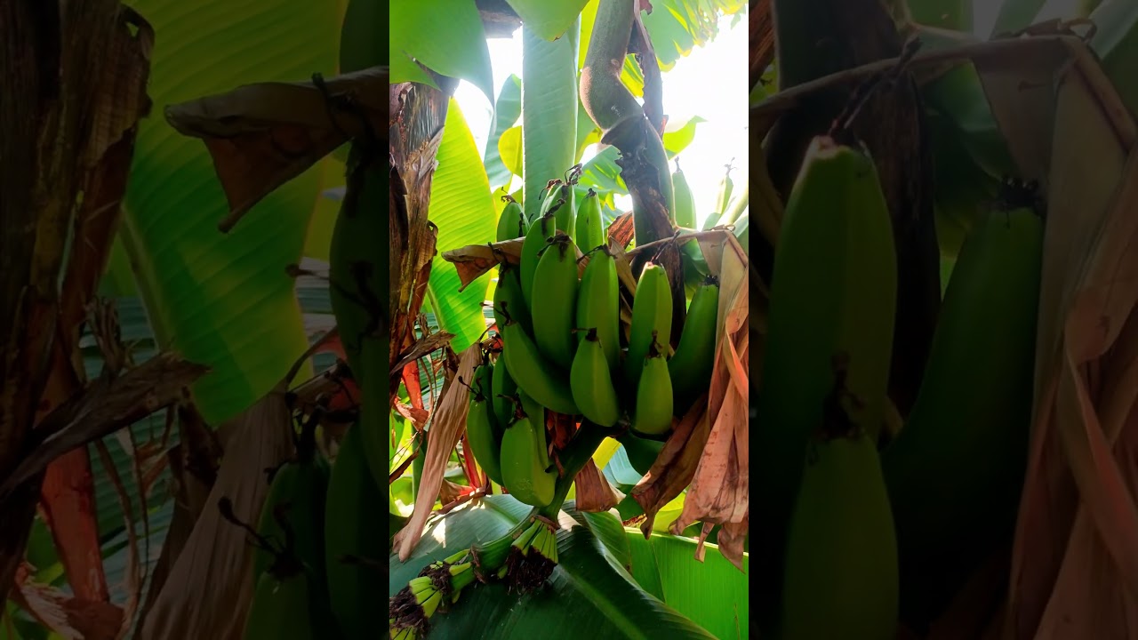 Banana Tree Loaded with Fresh Bananas &mdash; Pure Nature Beauty 🌿 #banana #nature #shorts