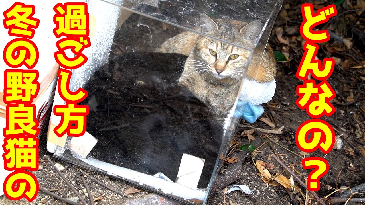 冬の野良猫の過ごし方ってどんなの Winter Stray Cat Youtube
