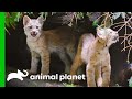 Lynx kittens explore their exhibit for the first time  the zoo